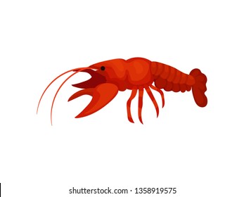 Boiled lobster on white background. Vector illustration.