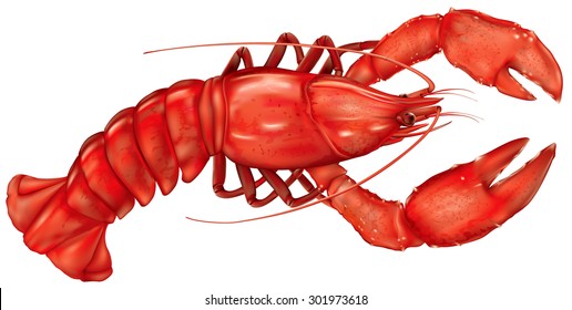 boiled lobster on a white background. vector illustration