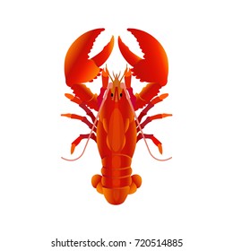 Boiled lobster. Vector illustration isolated on the white background