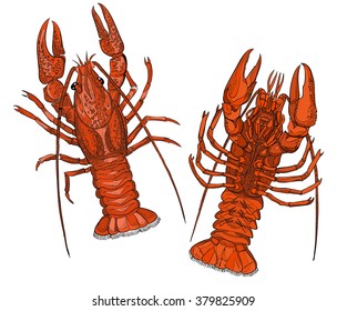 boiled lobster vector image