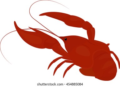 boiled red crayfish, craw fish isolated on white