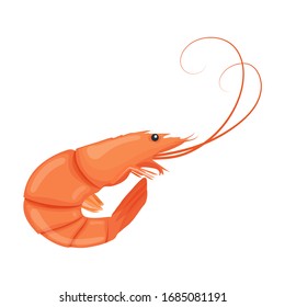 Boiled shrimp. Cooked tiger prawn. Shrimp isolated on white background. Vector illustration.