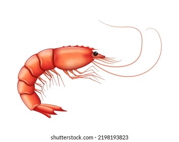 Boiled shrimp isolated on white background. Realistic fresh prawn. Cooked seafood for restaurant, cafe menu. Cooking and food concept. 3d vector illustration