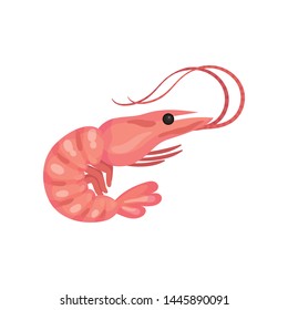 Boiled shrimp. Vector illustration on white background.