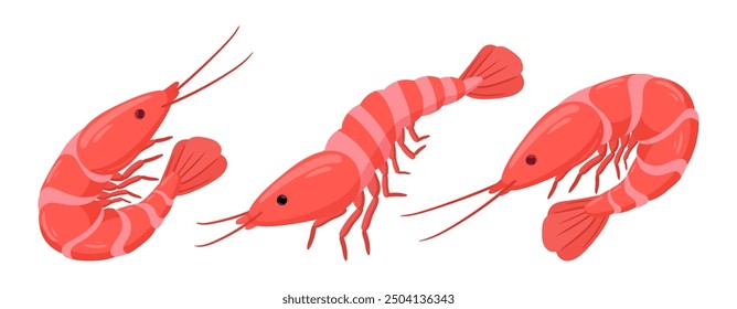 Boiled shrimps. Cartoon seafood, tiger shrimps meat, king prawns without shell flat vector illustration set. Ocean shrimps collection on white