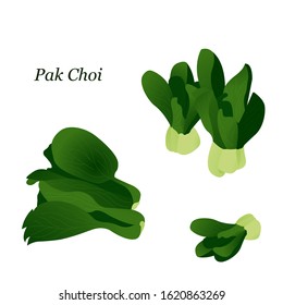 Bok Choi cabbage set. Vector illustration of an Asian salad.