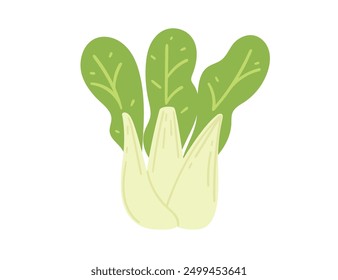 Bok choy cabbage. Fresh vegetable with leaves and detailed veins, vegetable food. Great for organic farming and nutritional guide visuals. Vector illustration isolated on white background.