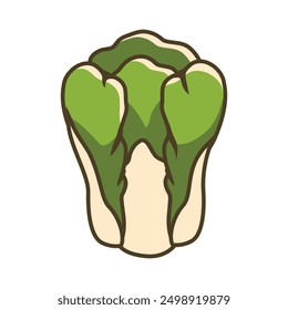 bok choy cabbage healthy green vegetable illustration