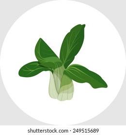 Bok Choy - Chinese Cabbage