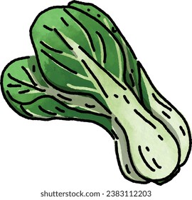 Bok choy illustration. Doodle food ingredient. Healthy Recipe. menu board.