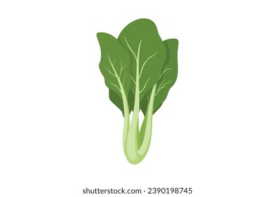 Bok Choy isolated on white background, Asian green fresh leafy vegetables. Healthy natural vegetarian food. mustard greens flat vector illustration.