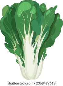 Bok Choy. Pak Choy. Asian Vegetable Illustration Vector.