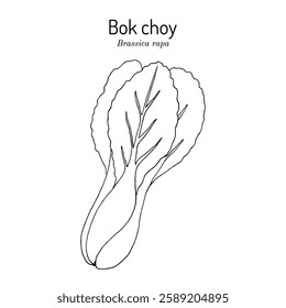 Bok choy, or pak choi (Brassica rapa), edible plant. Hand drawn botanical vector illustration