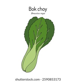 Bok choy, or pak choi (Brassica rapa), edible plant. Hand drawn botanical vector illustration