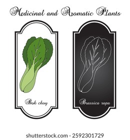 Bok choy, or pak choi (Brassica rapa), edible plant. Hand drawn botanical vector illustration