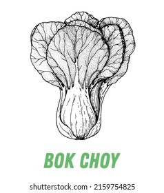 Bok choy sketch. Hand drawn vector illustration. Engraved image. Bok choy vegetable hand drawn sketch.