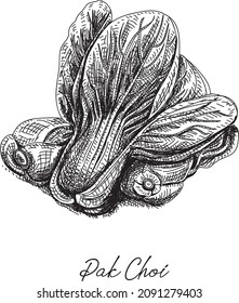 Bok choy - sketchy hand-drawn vector illustration