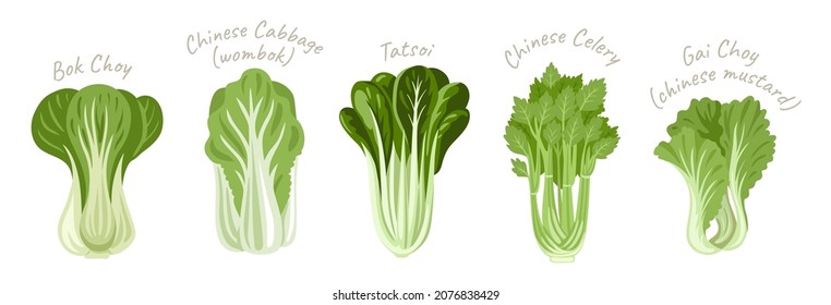 Bok Choy, Tatsoi, Chinese Celery, Cabbage (wombok) and Gai Choy (mustard). Asian green fresh leafy vegetables set. Healthy natural vegetarian food. Hand drawn flat vector illustration.