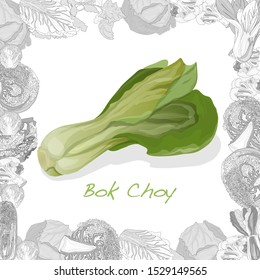 Bok choy vegetable illustration isolated on the white background. Vector image.