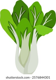 Bok Choy Vegetable Illustration Isolated on White Background