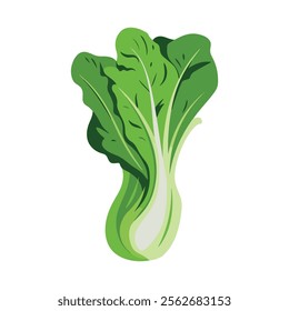 Bok choy vegetable vector illustration. Isolated design showcasing fresh green leaves and white stalks. Perfect for healthy food, culinary, or organic themes.