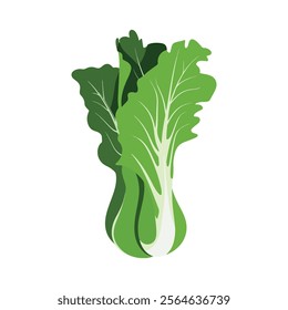 Bok choy vegetable vector illustration. Isolated design showcasing fresh green leaves and white stalks. Perfect for healthy food, culinary, or organic themes.