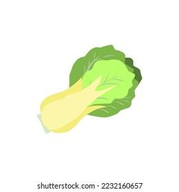 Bok choy vegetable vector isolated illustration