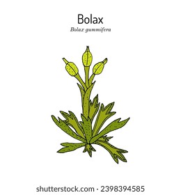 Bolax gummifera, medicinal plant. Hand drawn botanical vector illustration