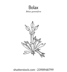 Bolax gummifera, medicinal plant. Hand drawn botanical vector illustration