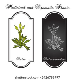 Bolax gummifera, medicinal plant. Hand drawn botanical vector illustration