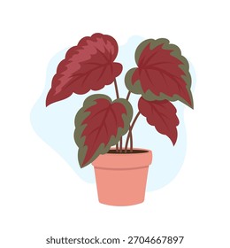 Bold begonia leaves create expressive indoor accent, begonia bringing rich burgundy tones into trendy botanical decor, calming organic presence, stylish plant mood perfect for modern cozy spaces.