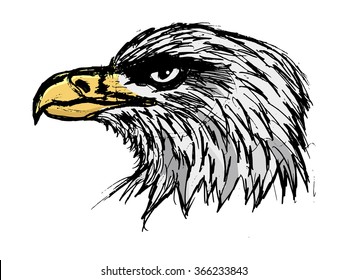 bold eagle, illustration of wildlife, bird, zoo, symbol of USA