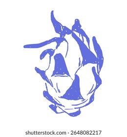 Ilustração de fruta-dragão desenhada à mão em esboço de giz de pastel azul. Elemento vetor para design de alimentos tropicais, cartões de receitas exóticos, embalagem de verão, boho impressões de parede de cozinha.	