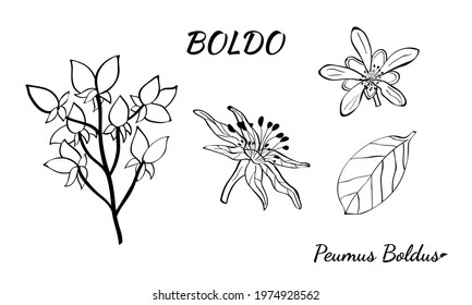 Boldo peumus boldus, culinary, aromatic and medicinal plant. Set of branches, leaves and flowers of a boldo. Botanical illustration. Tropical plant.