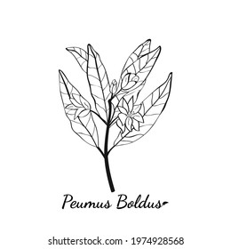 Boldo peumus boldus, culinary, aromatic and medicinal plant. Set of branches, leaves and flowers of a boldo. Botanical illustration. Tropical plant.