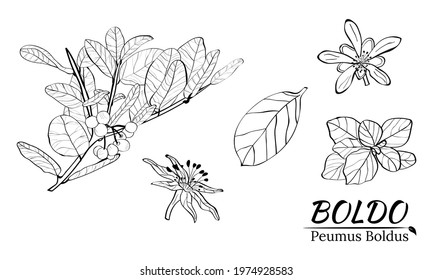 Boldo peumus boldus, culinary, aromatic and medicinal plant. Set of branches, leaves and flowers of a boldo. Botanical illustration. Tropical plant.