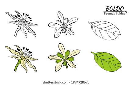 Boldo peumus boldus, culinary, aromatic and medicinal plant. Set of branches, leaves and flowers of a boldo. Botanical illustration. Tropical plant.