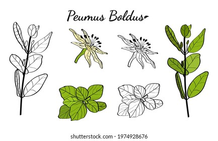 Boldo peumus boldus, culinary, aromatic and medicinal plant. Set of branches, leaves and flowers of a boldo. Botanical illustration. Tropical plant.