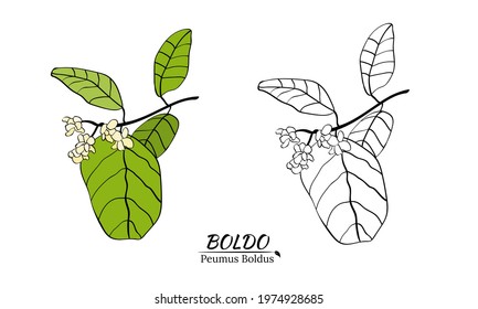 Boldo peumus boldus, culinary, aromatic and medicinal plant. Set of branches, leaves and flowers of a boldo. Botanical illustration. Tropical plant.