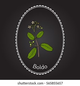 Boldo (Peumus boldus), culinary and medicinal plant. Hand drawn botanical vector illustration