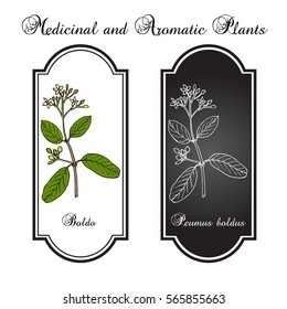 Boldo (Peumus boldus), culinary and medicinal plant. Hand drawn botanical vector illustration