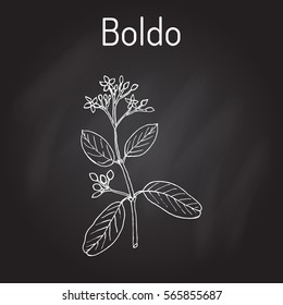 Boldo (Peumus boldus), culinary and medicinal plant. Hand drawn botanical vector illustration