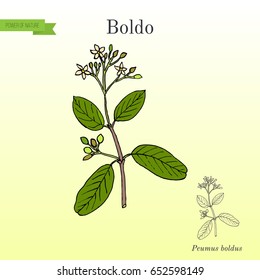 Boldo (Peumus boldus), culinary and medicinal plant. Hand drawn botanical vector illustration