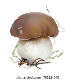 Bolete, Boletus edulis, cep, porcini.
Edible wild mushroom. Realistic vector illustration on white background.