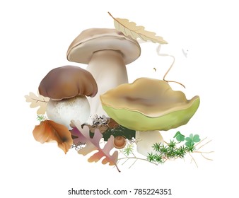 Bolete, Boletus edulis, cep, porcini.
Edible wild mushrooms, moss, fallen leaves. Realistic vector illustration on white background.
