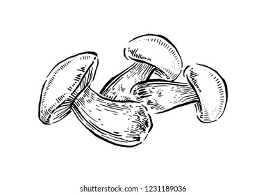 Bolete mushrooms. Hand drawn vintage vector illustration.