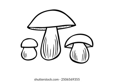 Bolete mushrooms, line art vector illustration.