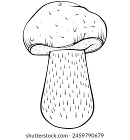 Boletus big white mushroom. Forest autumn fungi edible mushroom. Vector illustration in hand drawn sketch doodle style. Line art graphic healthy eco food isolated on white. Design for coloring book