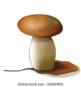 Boletus. Birch mushroom isolated.