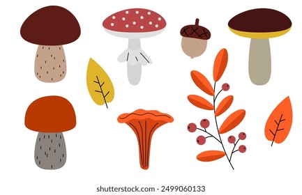 Boletus, chanterelle, fly agaric. Set of autumn leaves and mushrooms. Porcino mushroom, Chanterelles, mushroom toadstool